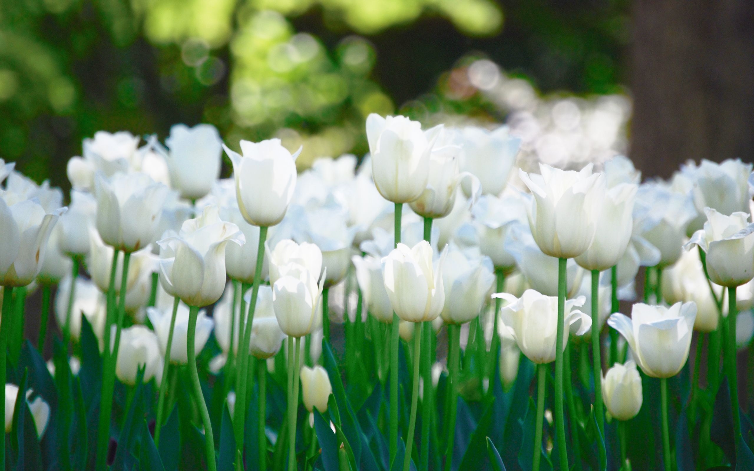 2560x1600 White Tulips Wallpaper HD Tulip Wallpaper HD Wallpaper & Background Download, Desktop