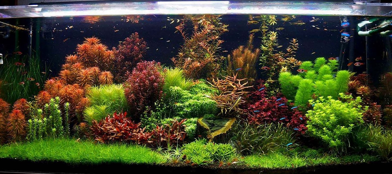 1600x720 Aquascaper Aquariums: Inspiration, Dual Screen