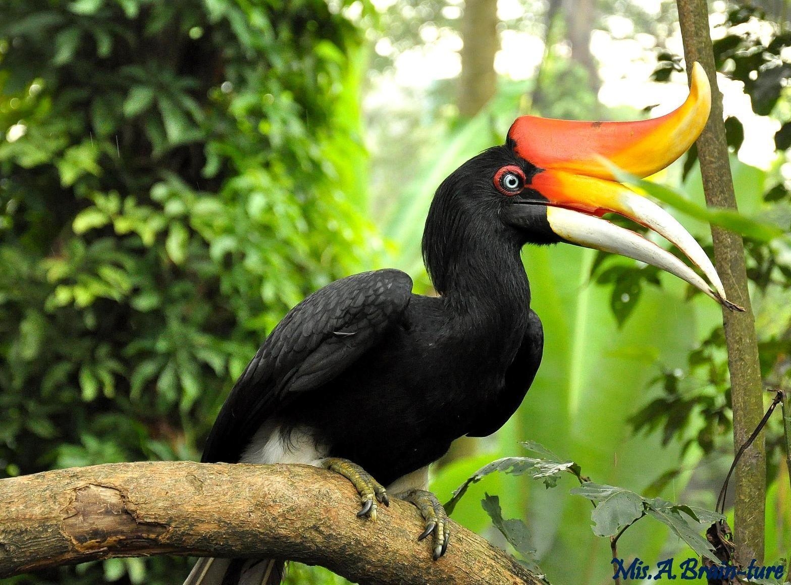 1570x1160 The Rhinoceros Hornbill (Buceros rhinoceros) is one of the largest, Desktop