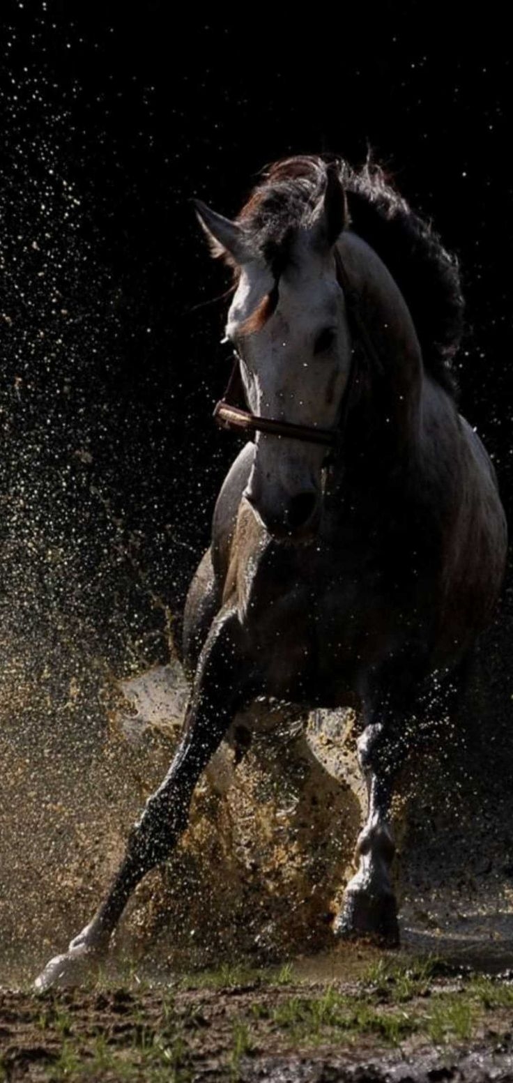 740x1560 HD Horse Wallpaper Discover More Animal, Big, Cute, Domesticated, Equidae Wallpaper. /hd Hor. Horse Wallpaper, Horses, Animal Photography, Phone