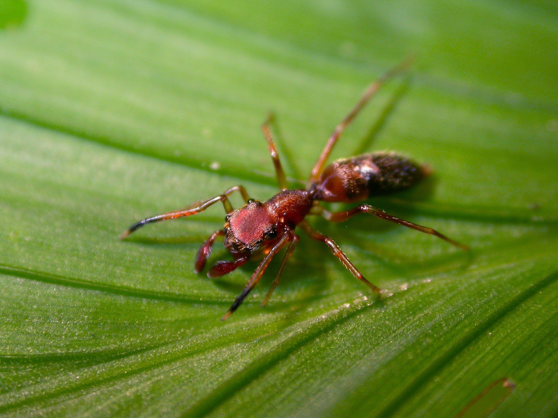 2280x1710 free high resolution wallpaper ant,  (626 kB). Fire Ants, Desktop