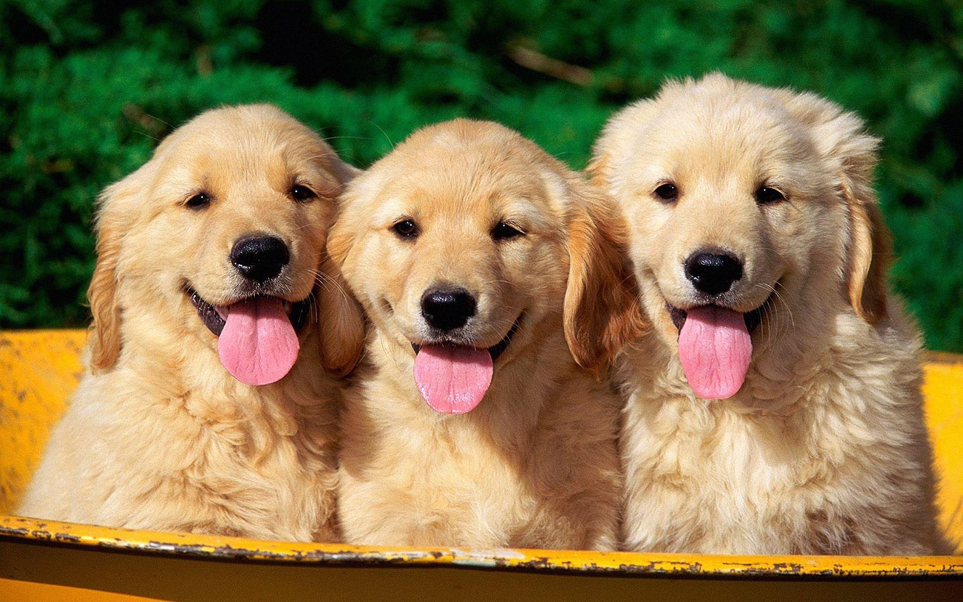 1920x1200 Golden Retriever puppies in the basket photo and wallpaper, Desktop