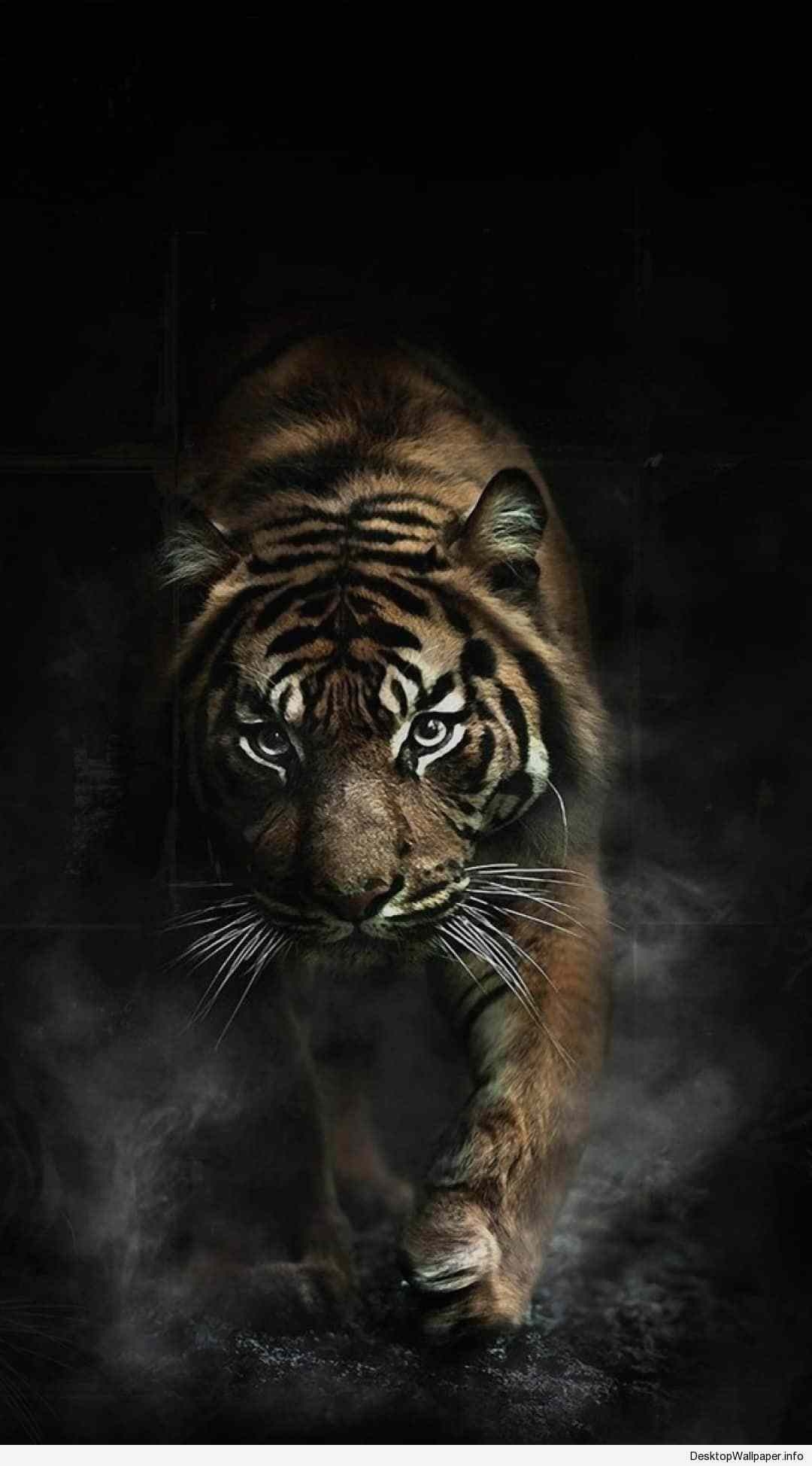 1080x1950 Tiger iPhone 5 Wallpaper Free Tiger iPhone 5 Background, Phone