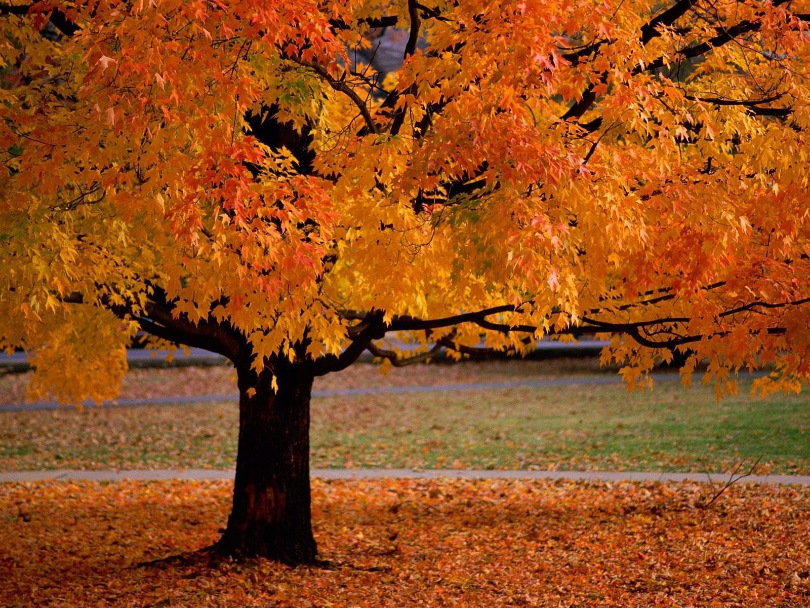 1600x1200 Autumn, Leaves, Fallen, Orange, Forest, Ultra HD, Desktop, Desktop