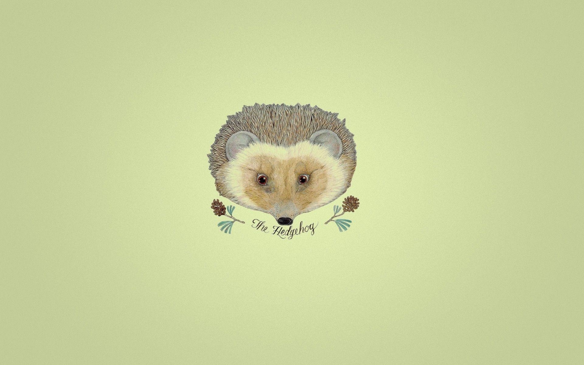 1920x1200 Hedgehog Picture, Top on REuuN Wallpaper, Desktop