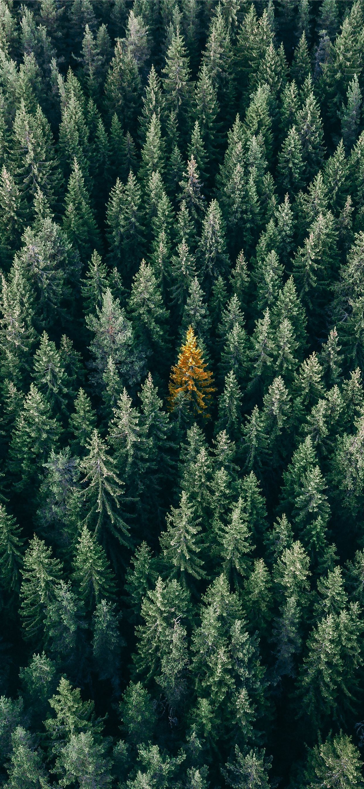 1250x2690 aerial photo of pine trees iPhone 11 Wallpaper Free Download, Phone