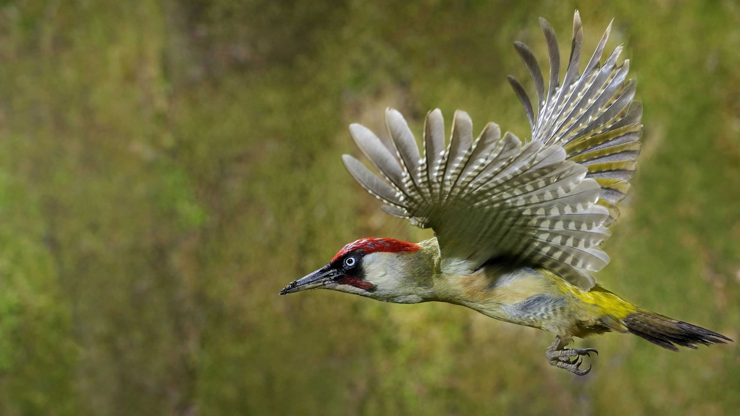 2560x1440 Woodpecker Wallpaper 9 X 1440, Desktop