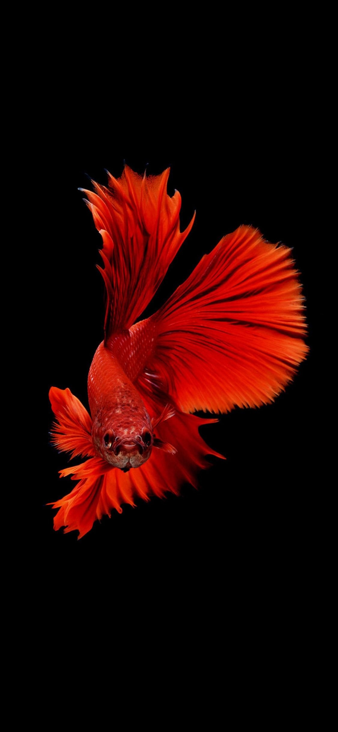 1130x2440 Betta Fish iPhone XS, iPhone iPhone X HD 4k Wallpaper, Phone