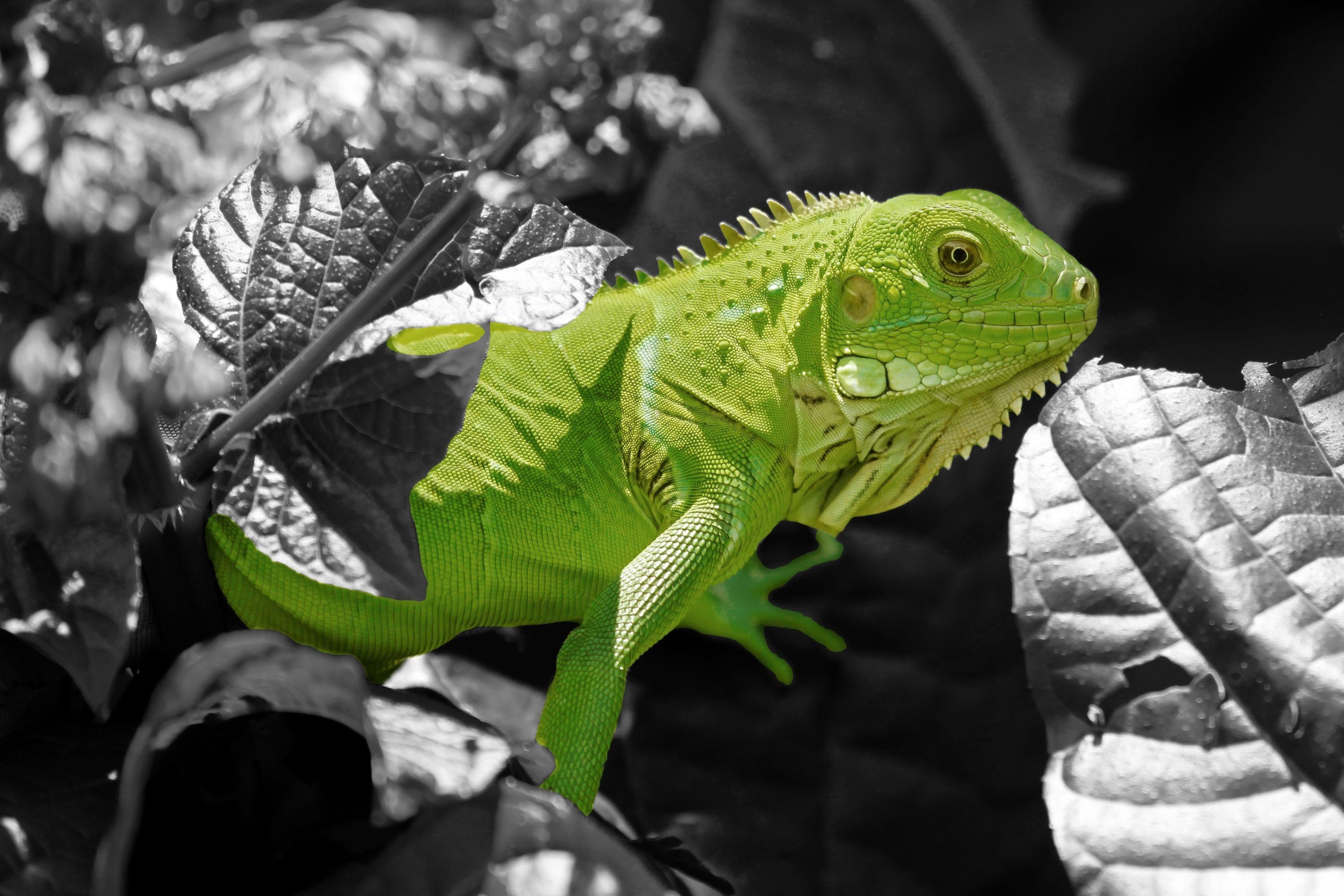 3940x2630 Iguana Wallpaper Group , Download for free, Desktop