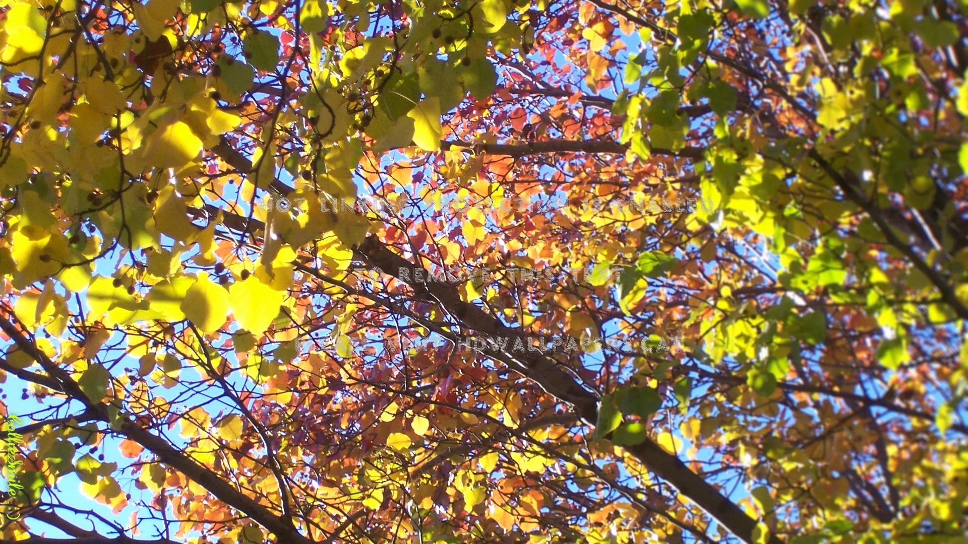 1920x1080 a rainbow of aspen leaves blue boughs red, Desktop