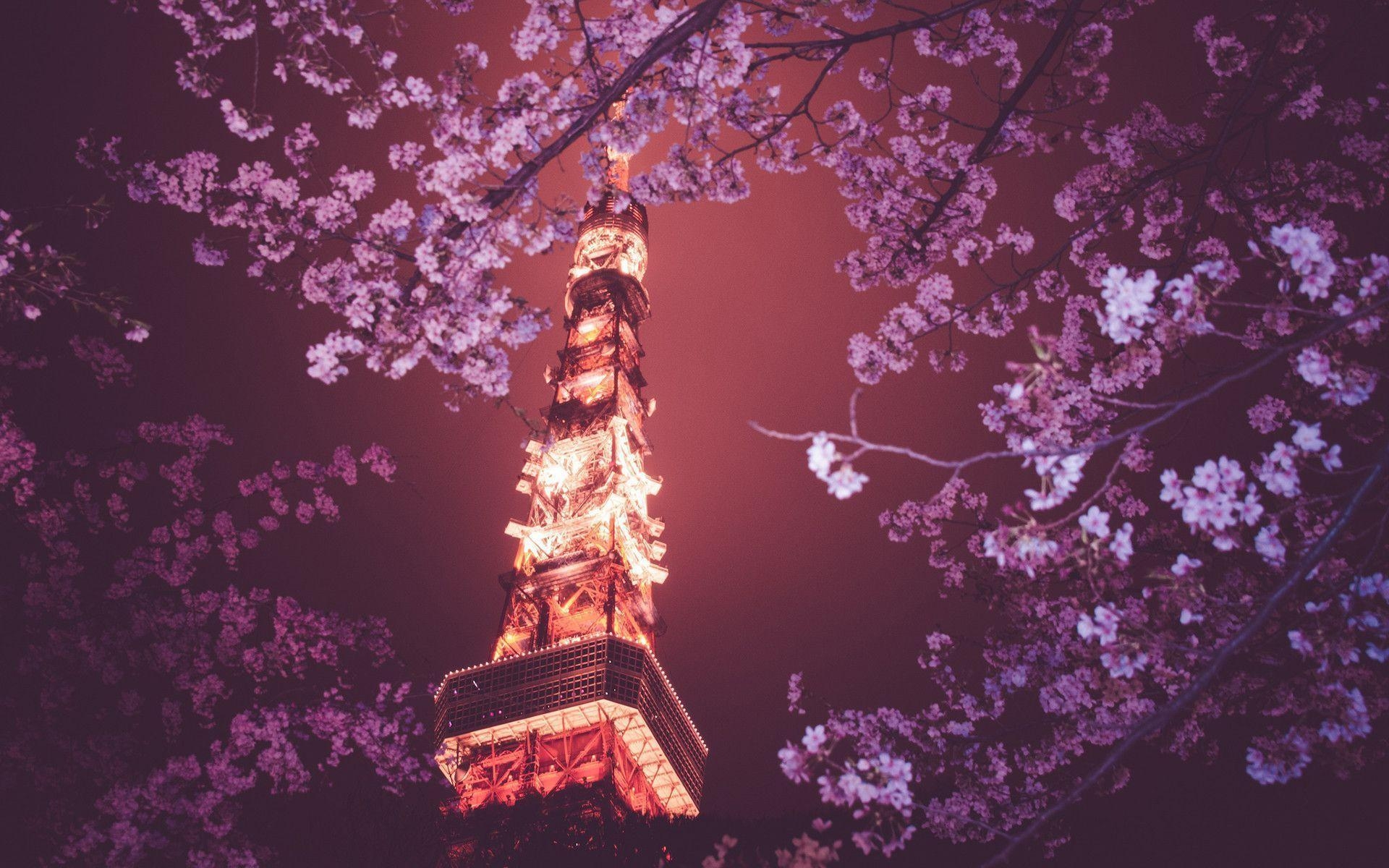 1920x1200 Japanese Cherry Blossom Wallpaper Anime, Desktop