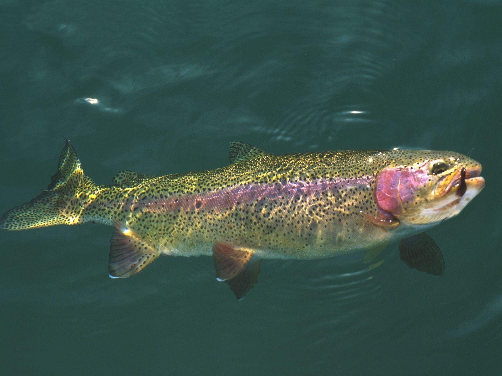 1600x1200 Trout Wallpaper, Desktop