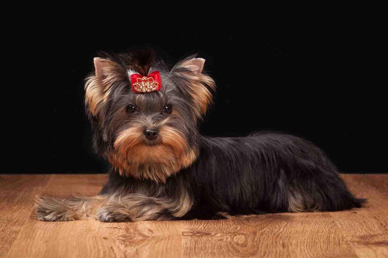 1350x900 Yorkie Puppy Wallpaper Apps on Google Play, Desktop