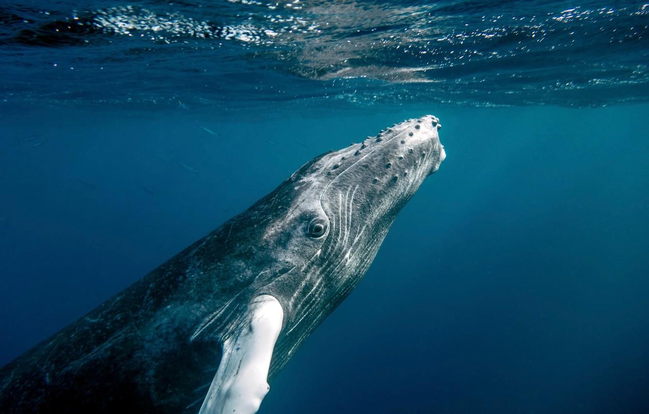 1340x850 Wallpaper ocean, water, fish, whale, Dominican Republic, Desktop