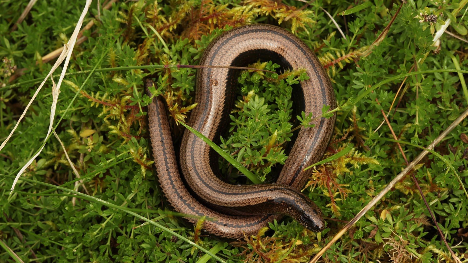 1920x1080 Slow worm facts. Trees for Life, Desktop