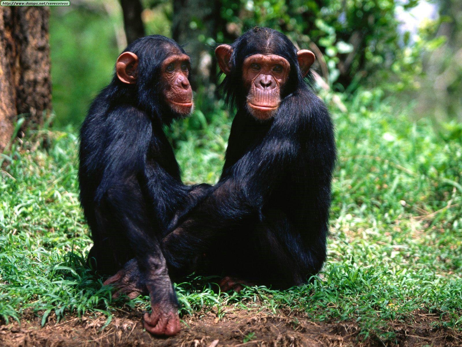 1600x1200 Chimpanzees Wallpaper Cute and Docile, Desktop