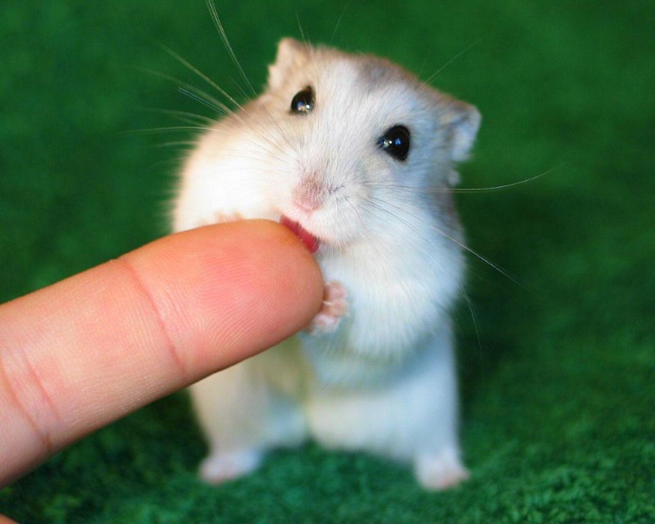 1280x1030 Cute Hamster Wallpaper, Desktop