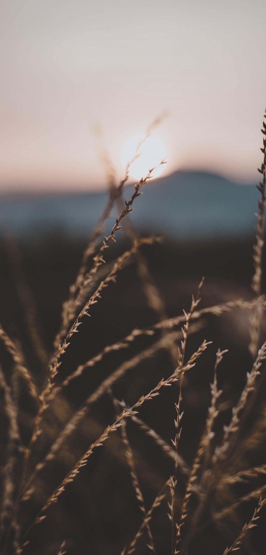 1080x2250 Download  Plants, Blurry, Sunlight, Stalks Wallpaper, Phone