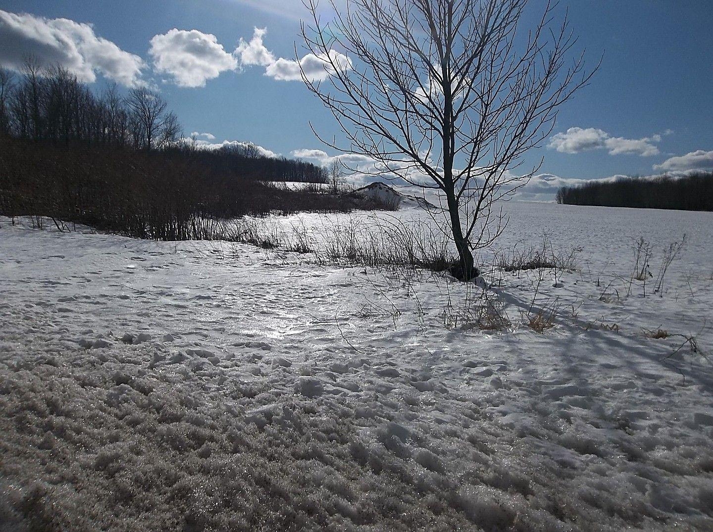 1440x1080 Winter Afternoon Industry Sky Snow Field Trees Maine Nature HD, Desktop