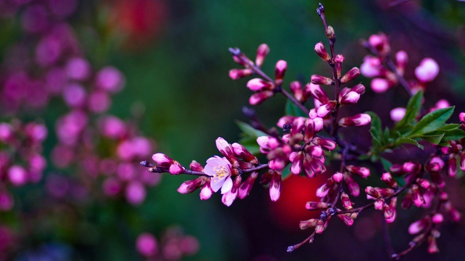 1920x1080 Spring Flowers Wallpaper, Desktop