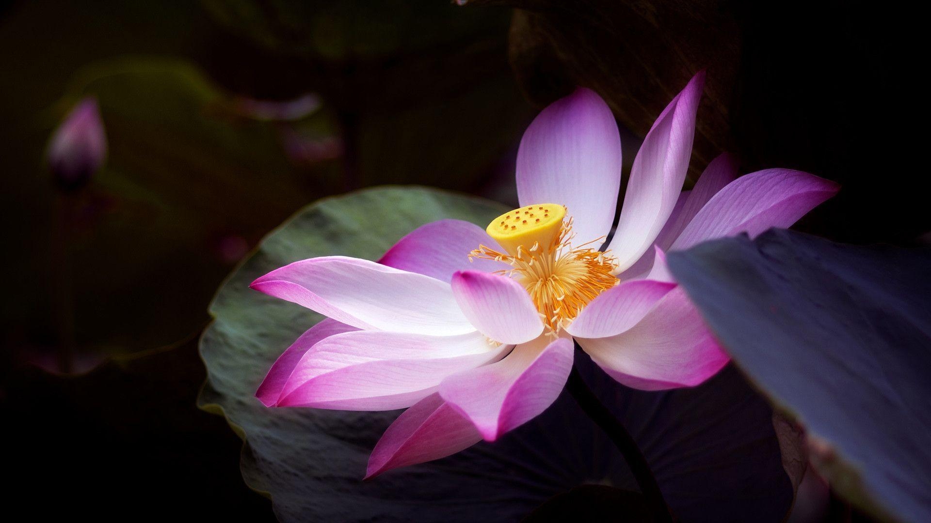 1920x1080 You Can Download The Lotus Flower Wallpaper (1920 X 1080 Px) Here, Desktop