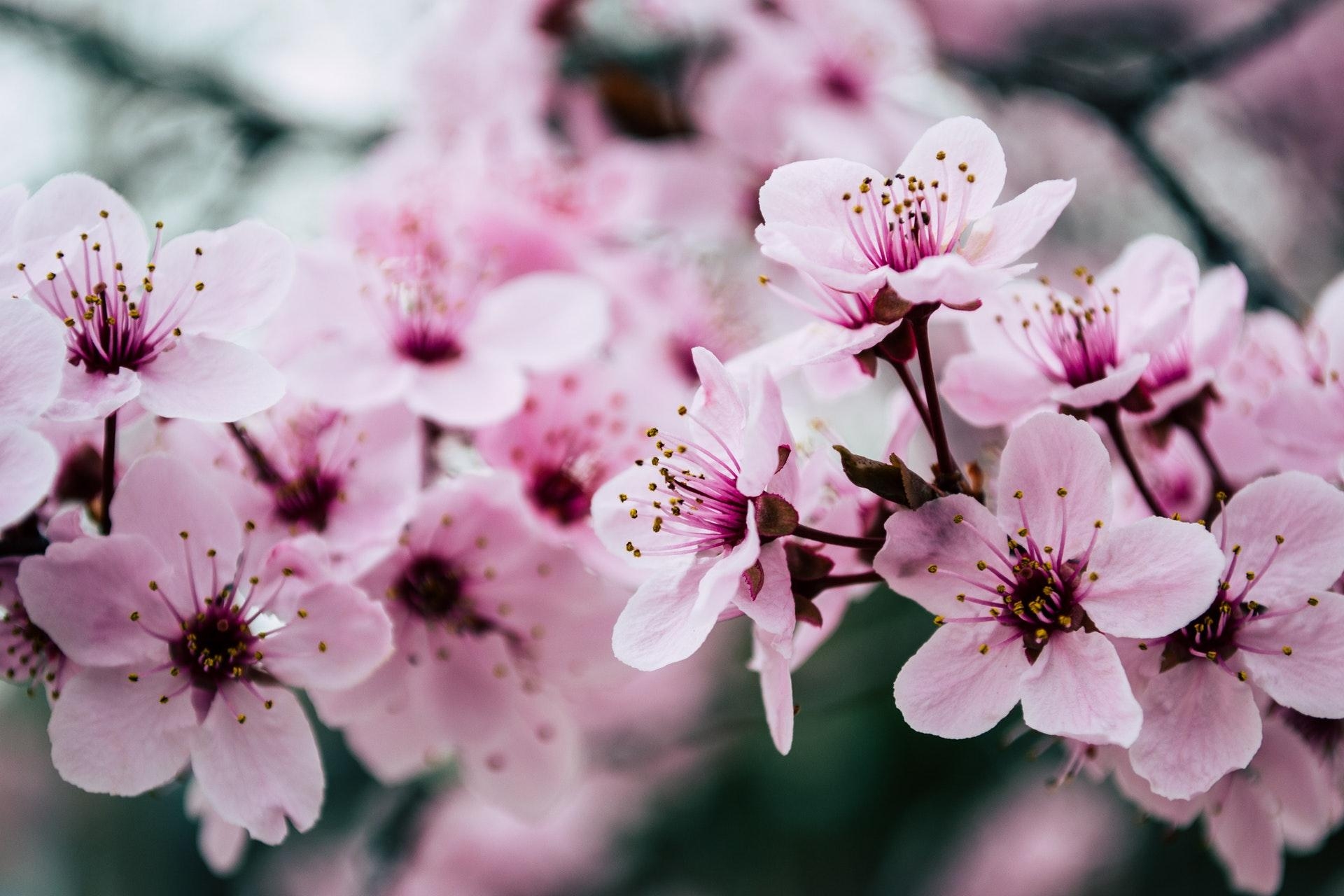 1920x1280 Pink Petaled Flowers Closeup Photo · 4K HD Desktop Wallpaper, Desktop