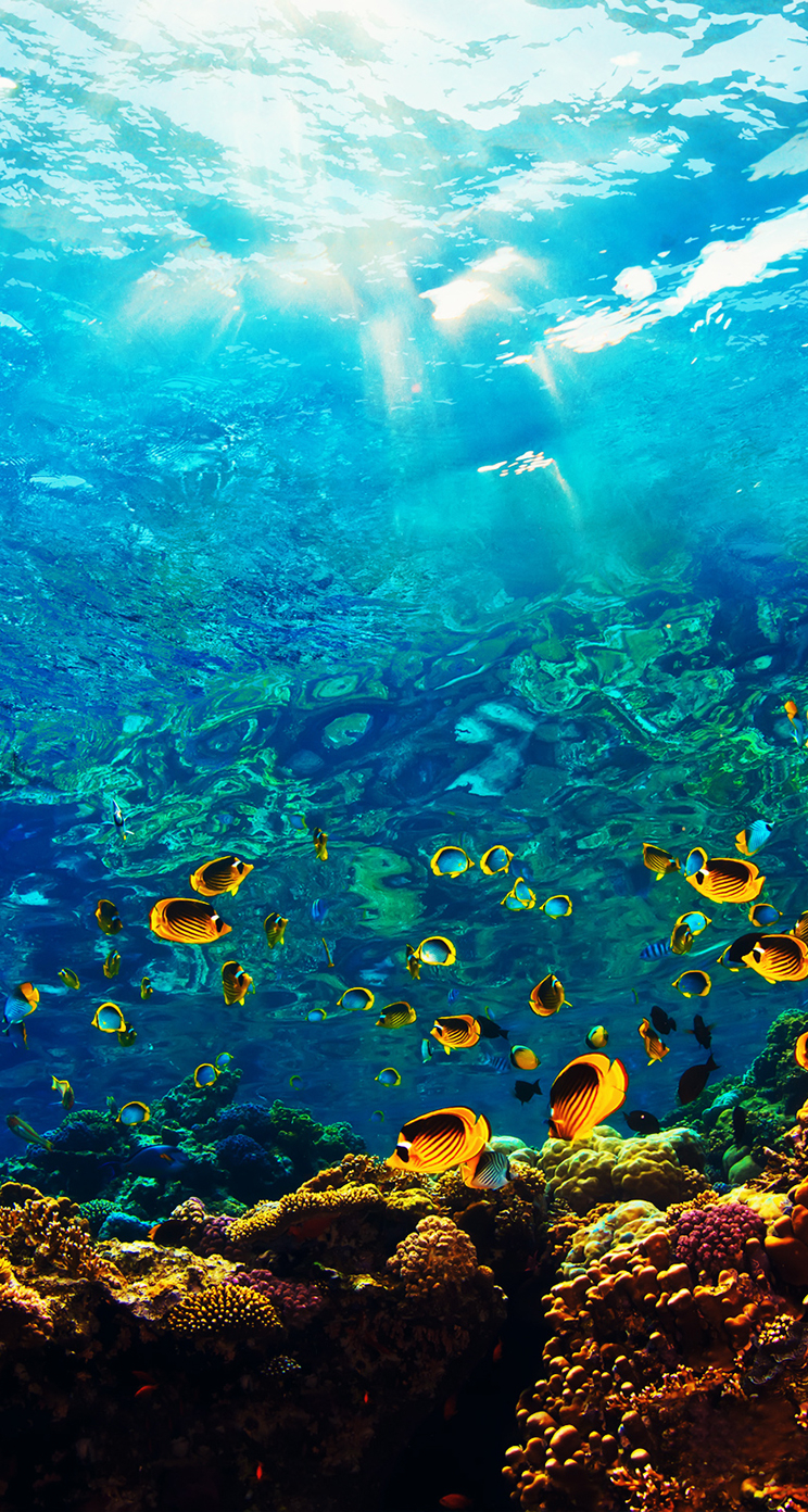 750x1400 Underwater Ocean iPhone Wallpaper Free Underwater Ocean iPhone Background, Phone