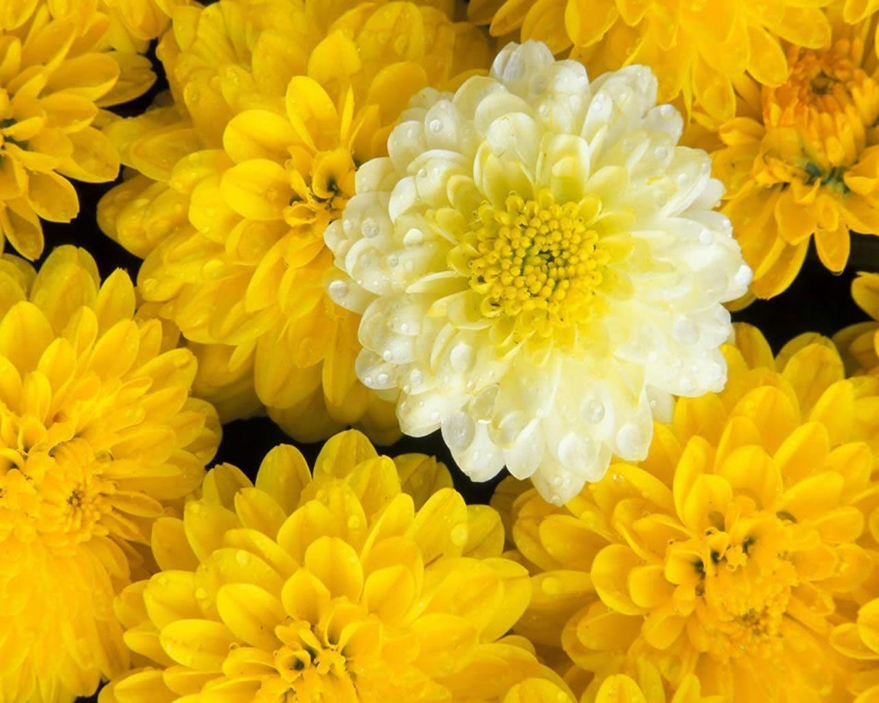 1280x1030 Beautiful Yellow Flowers Wallpaper. Flowers Picture. Flowers, Desktop