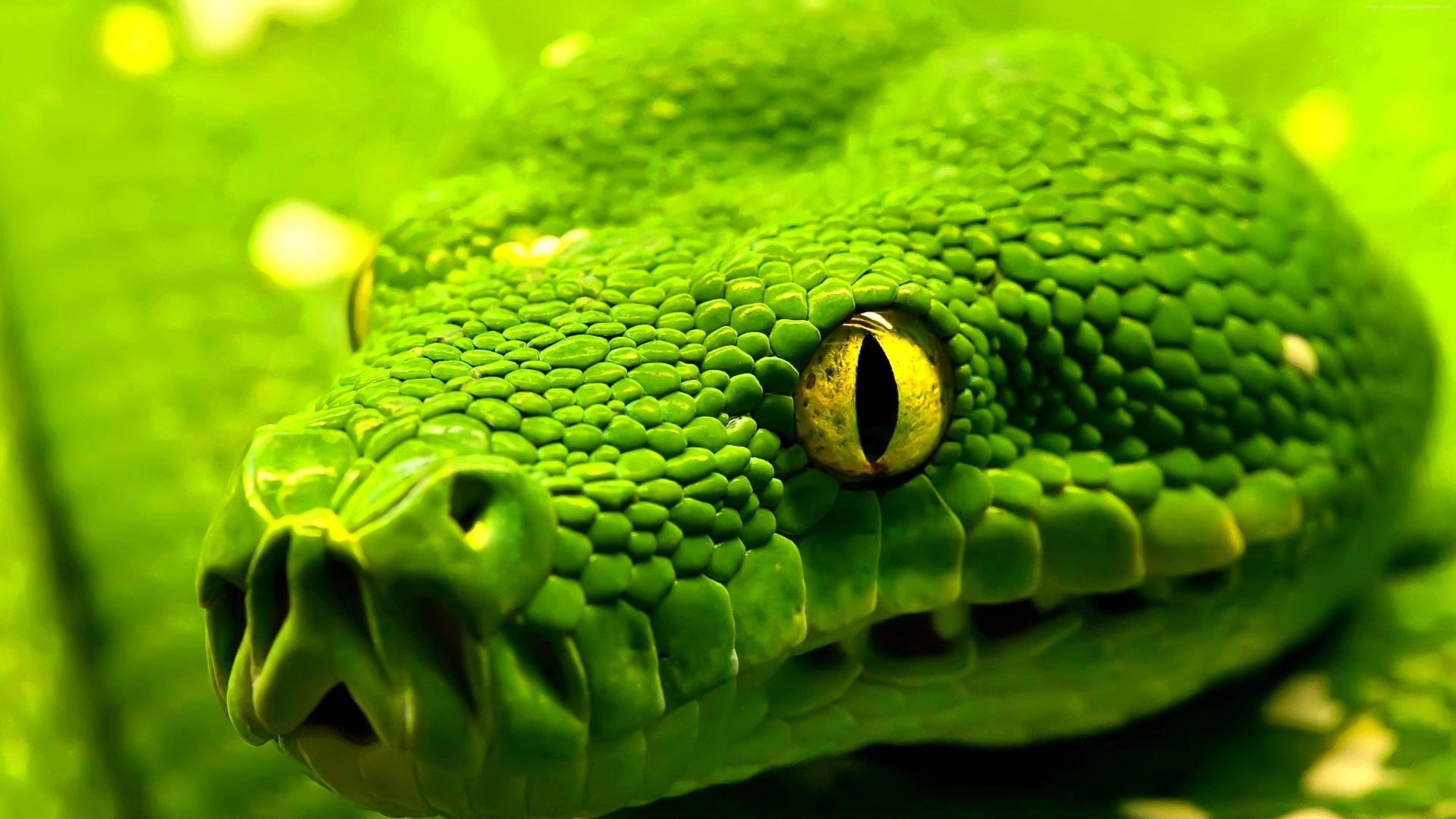 3840x2160 Snake 4K Ultra HD Wallpaper Free Snake 4K Ultra HD Background, Desktop