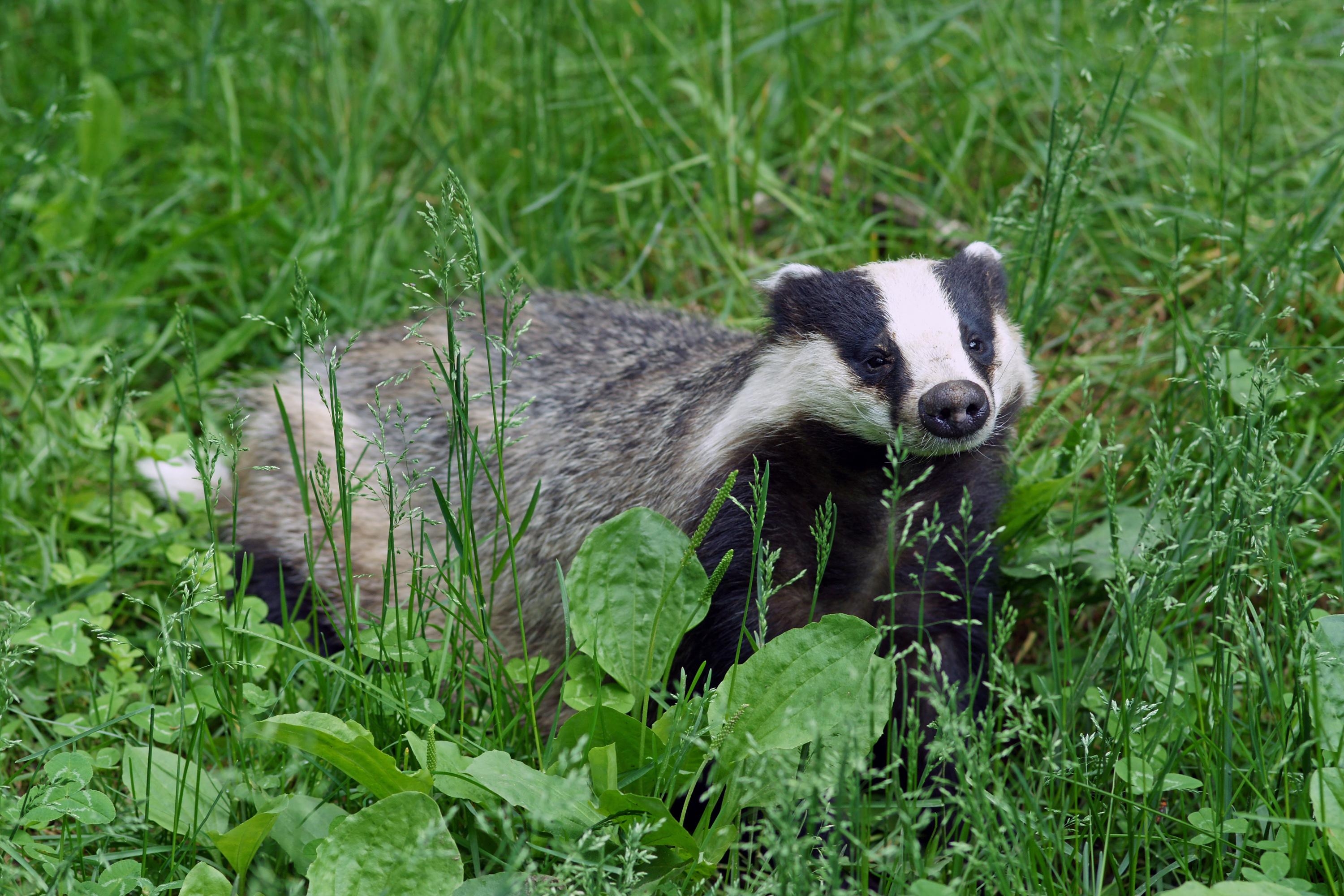 3000x2000 European badger, Desktop