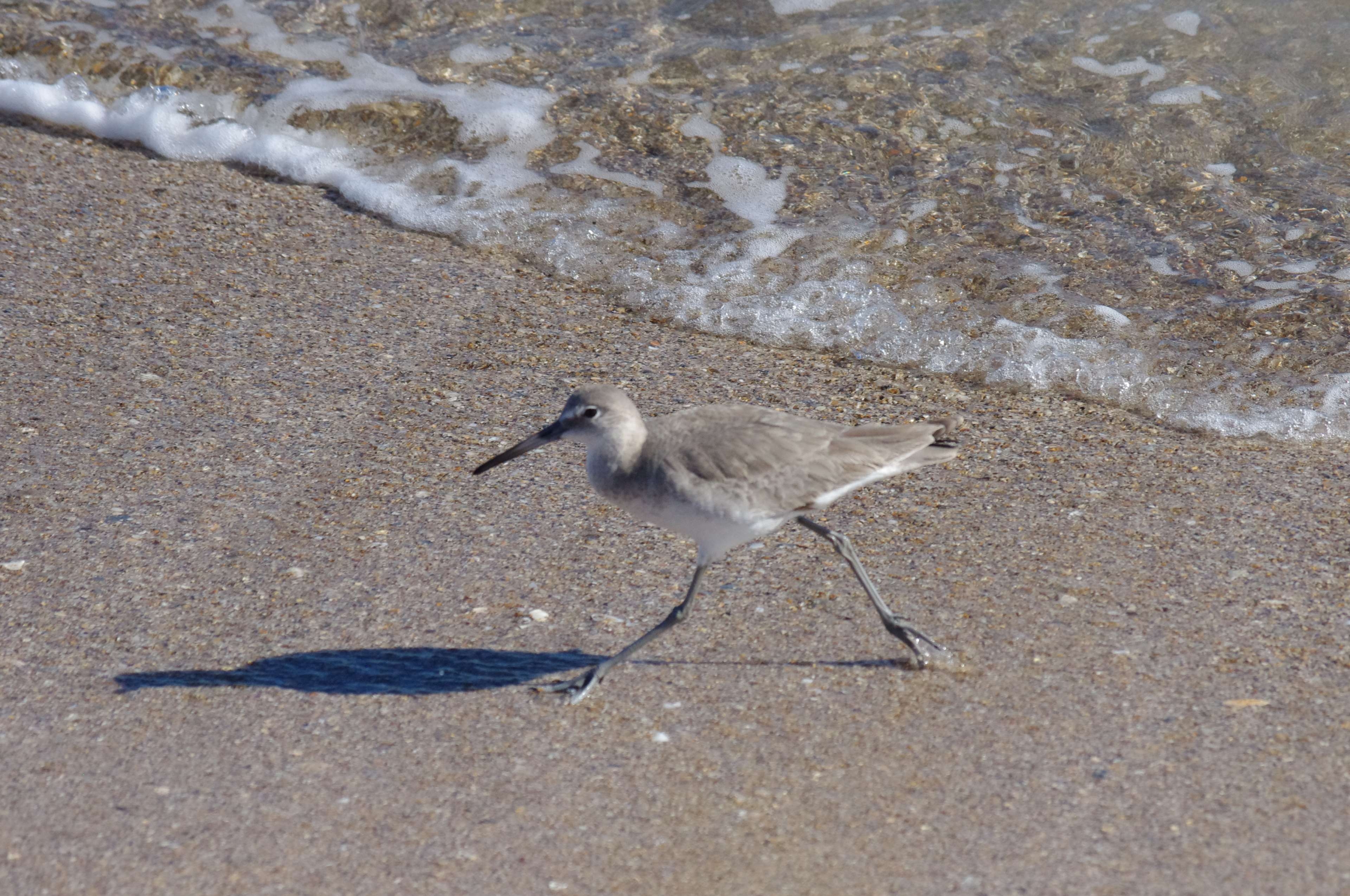 3840x2550 playalinda beach, sandpiper 4k wallpaper. Free stock image, Desktop