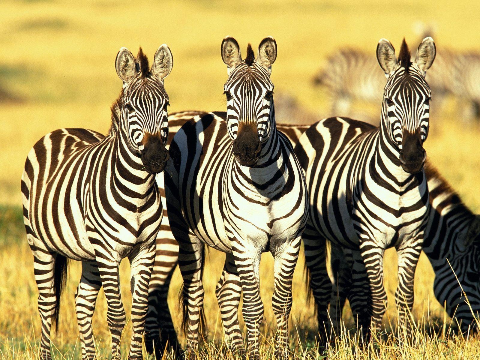 1600x1200 Burchell's Zebras Masai Mara Kenya Wallpaper, Desktop