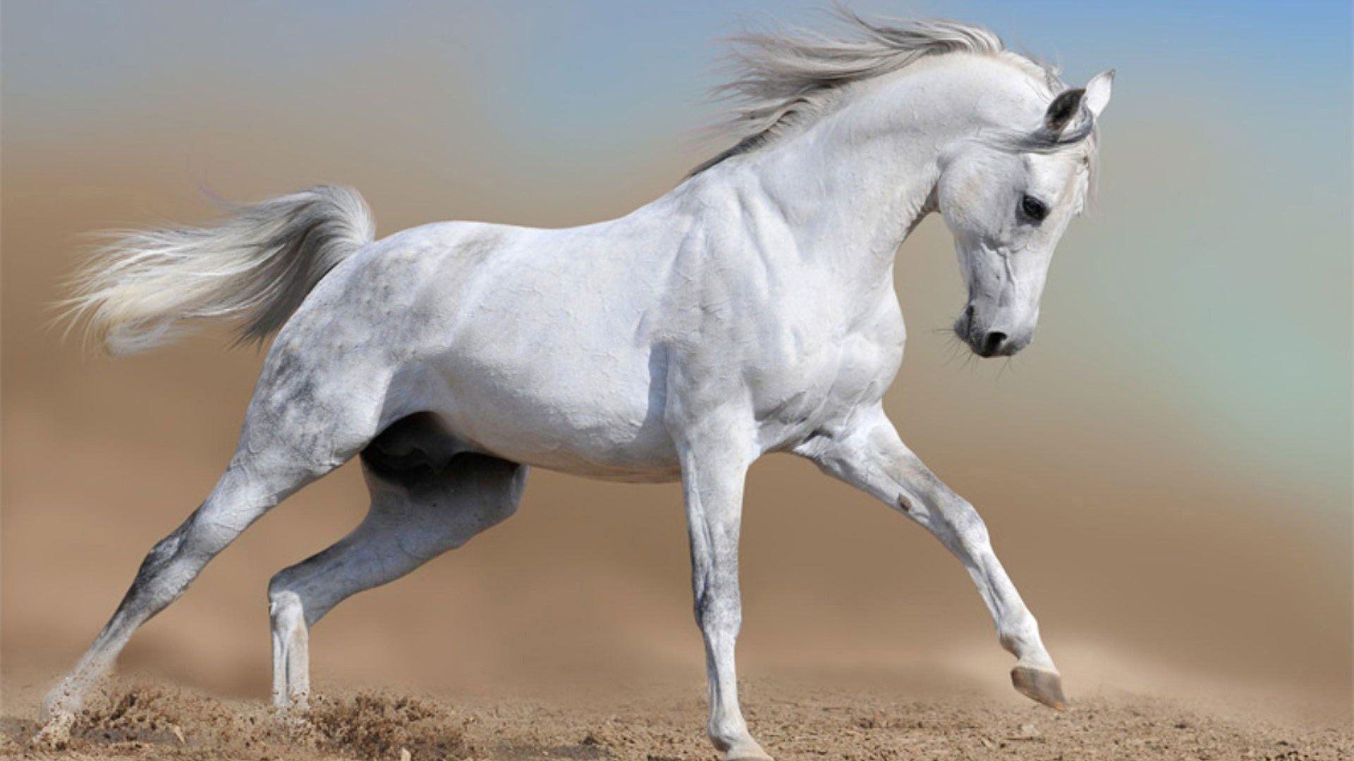 1920x1080 White Horse HD Wallpaper, Desktop