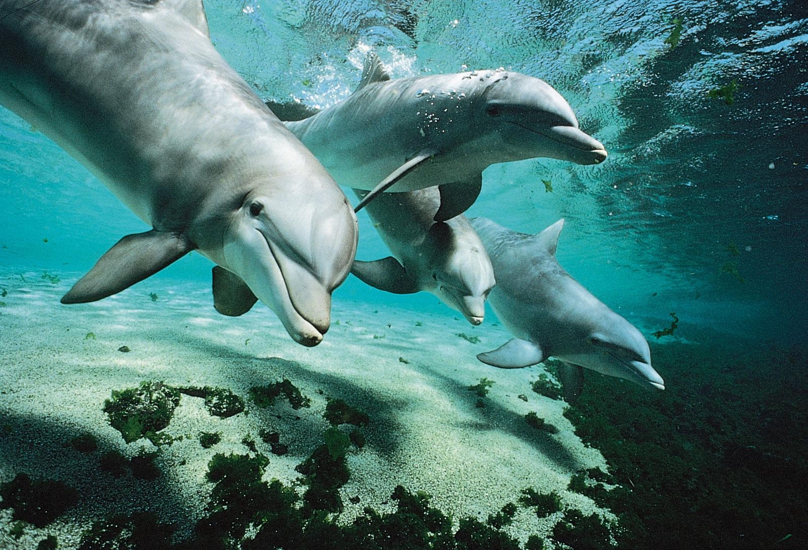 1600x1090 dolphin. Facts & Picture, Desktop