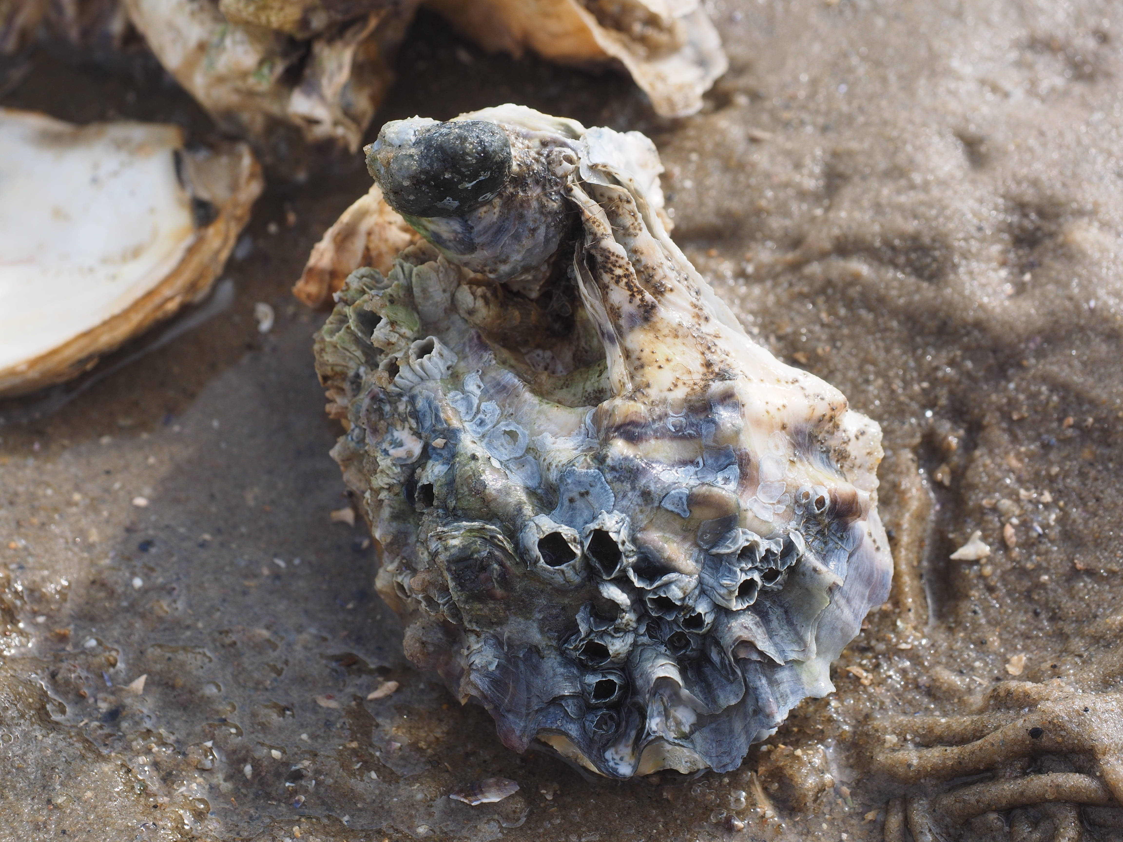 4610x3460 Pacific Oyster 1080P, 2K, 4K, 5K HD wallpaper free download, Desktop