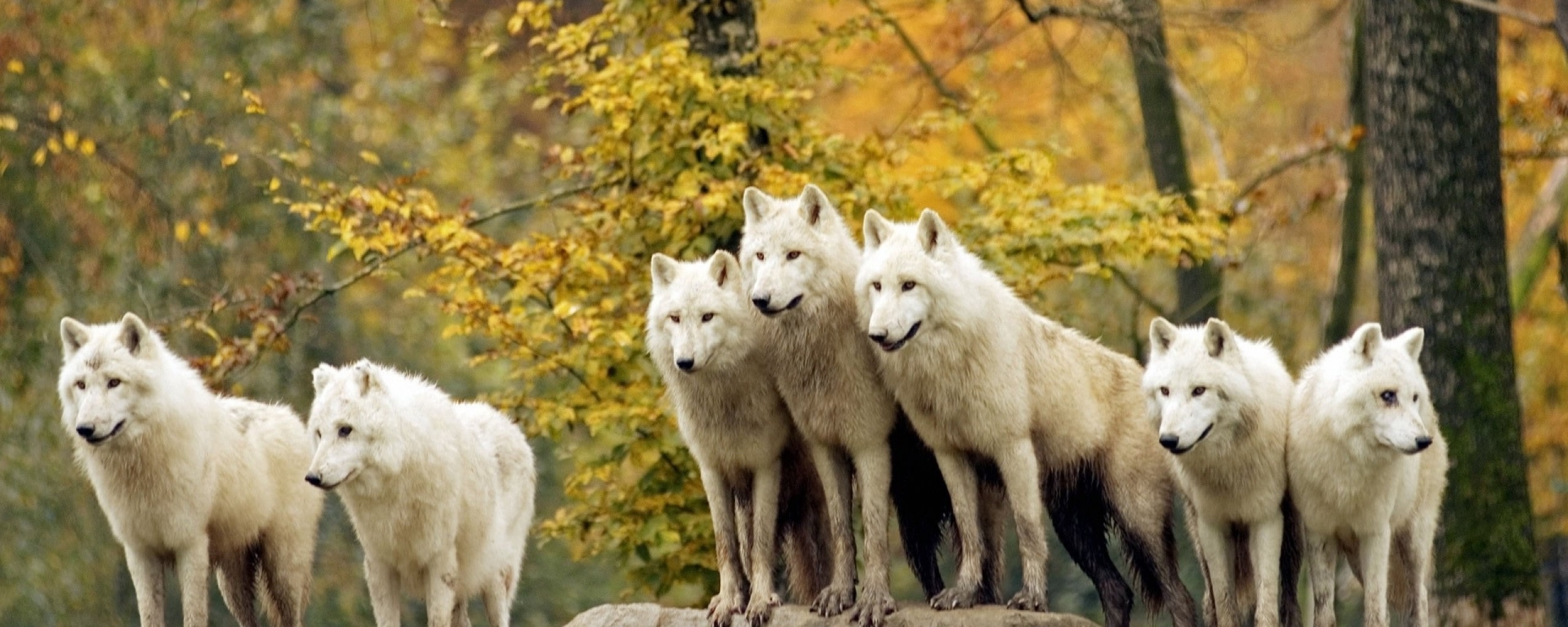 2560x1030 Wallpaper Majestic, Forest, White Wolves, Autumn, Wolf Pack:2560x1440, Dual Screen