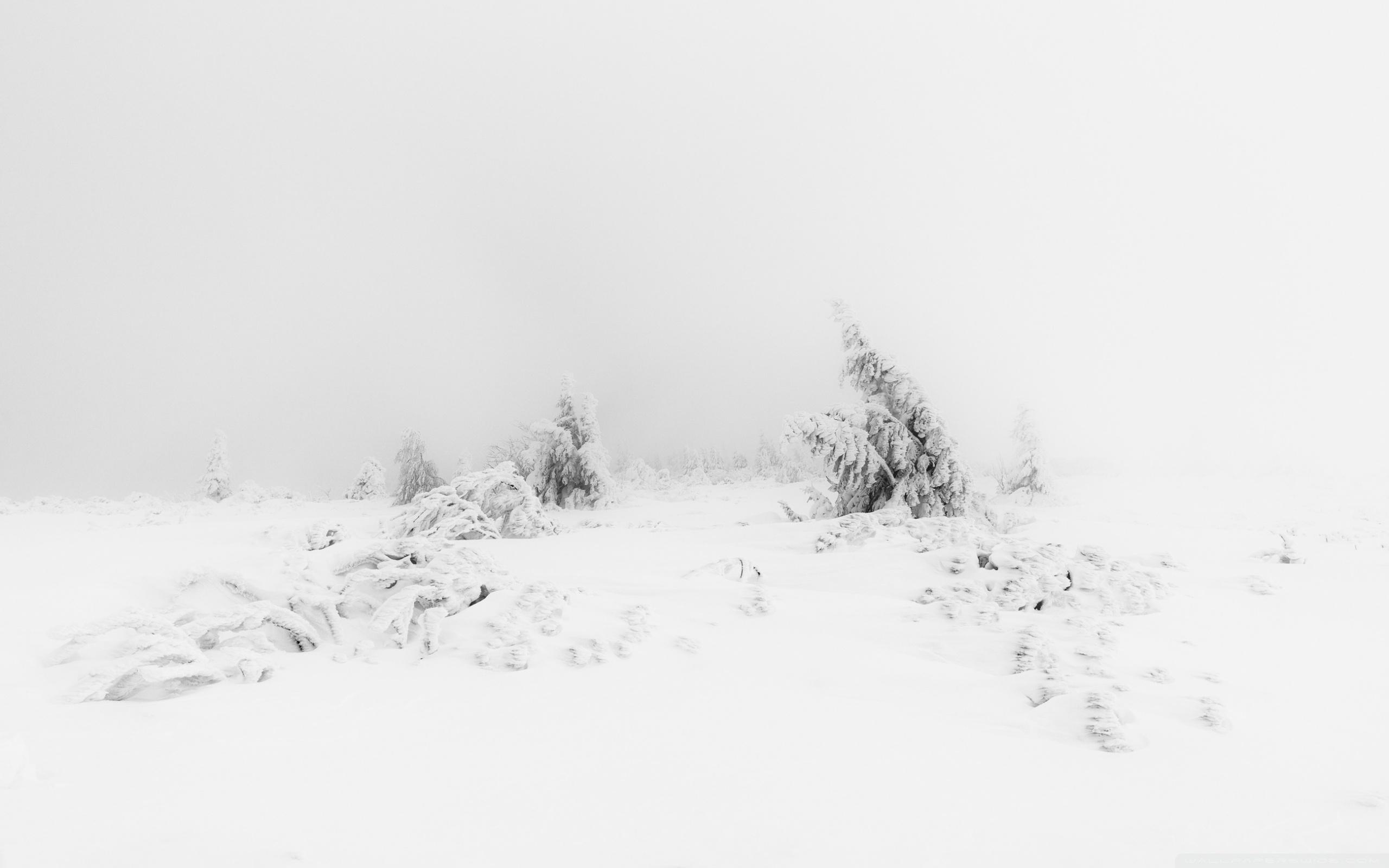 2560x1600 Winter Fog White Snow Trees Aesthetic ❤ 4K HD Desktop Wallpaper, Desktop