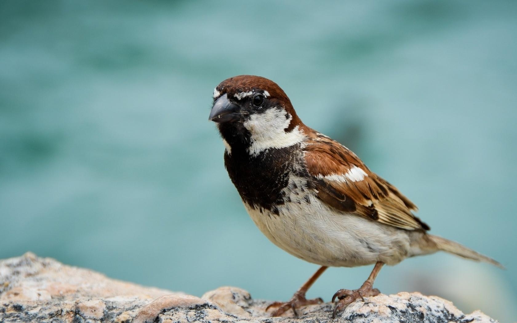 1680x1050 Sparrow Wallpaper. Sparrow, Desktop