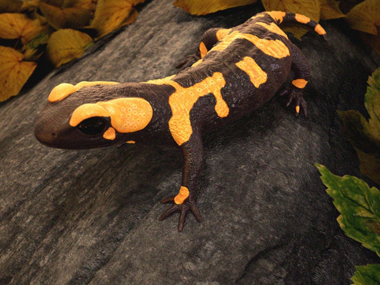 1280x960 salamander wallpaper for computer. salamander, Desktop