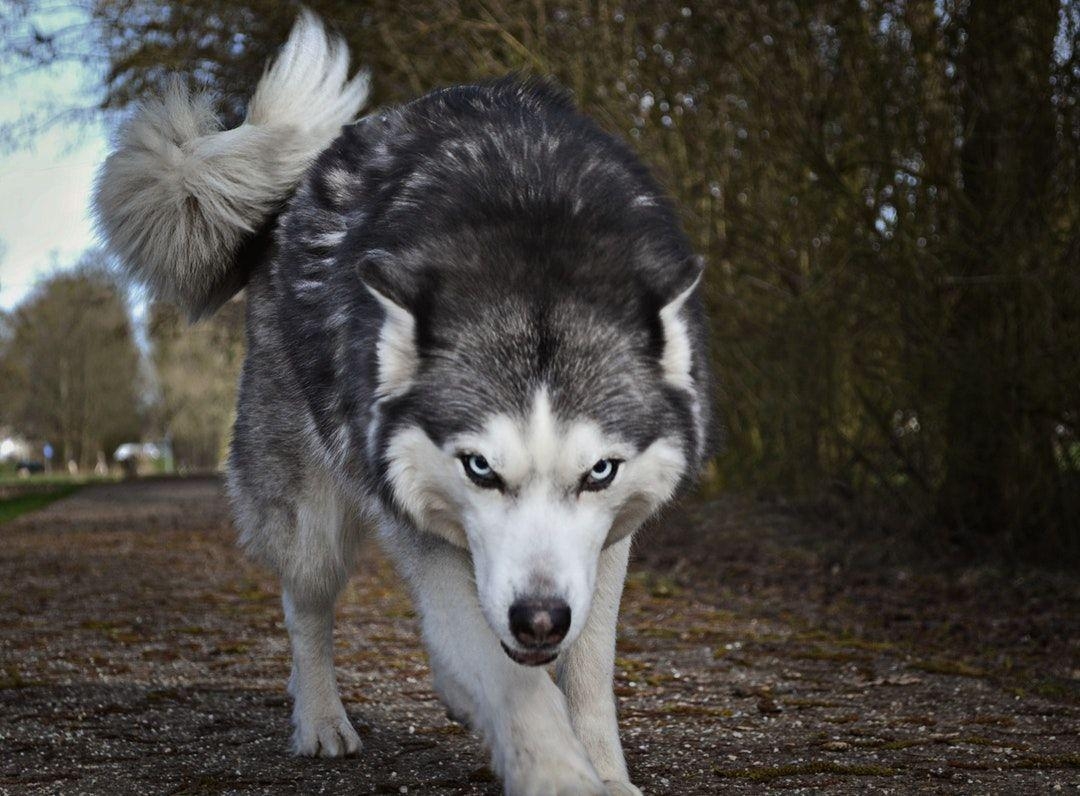 1080x800 Wolf Picture [HD]. Download Free Image, Desktop