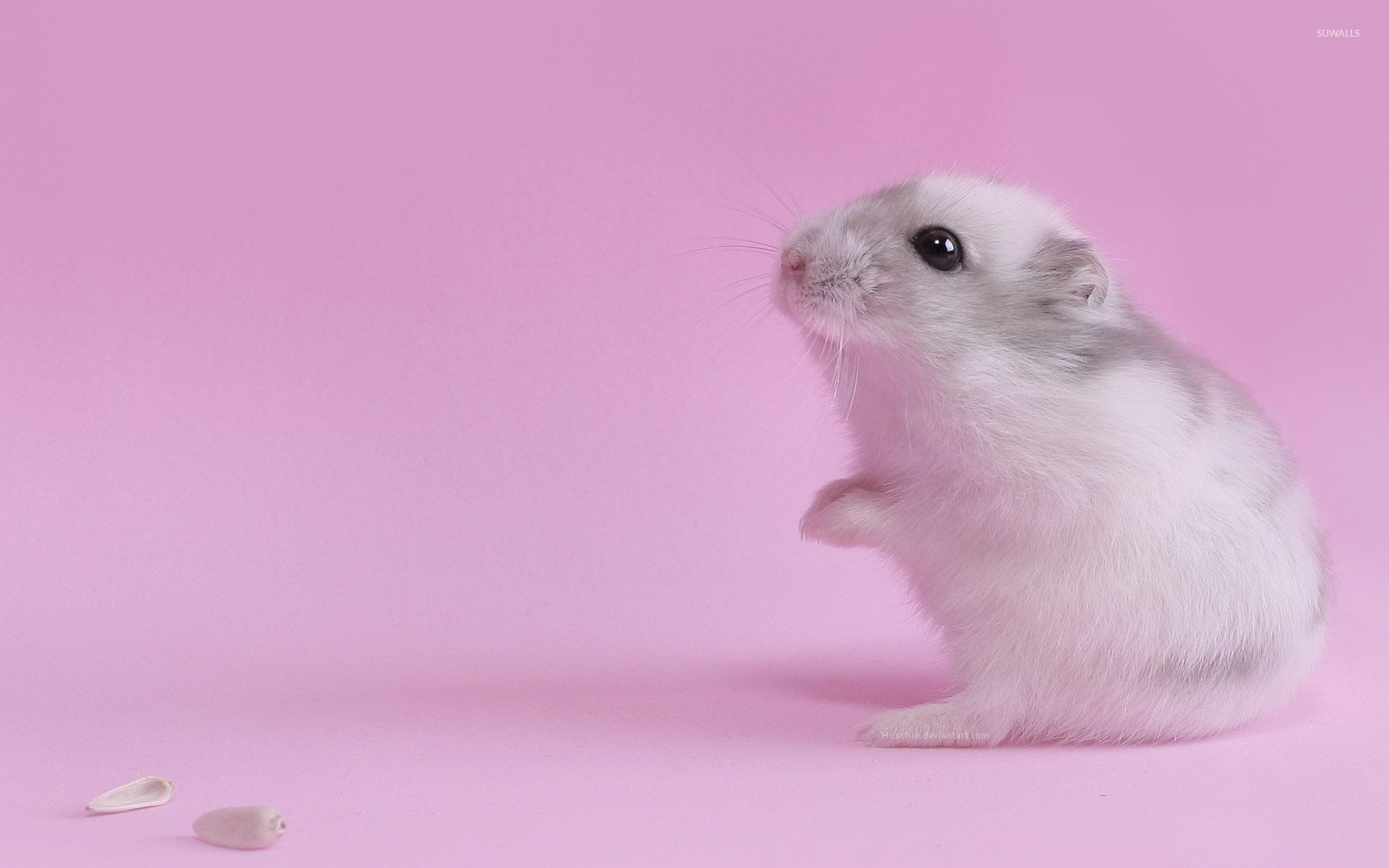 1920x1200 Cute hamster wallpaper wallpaper, Desktop