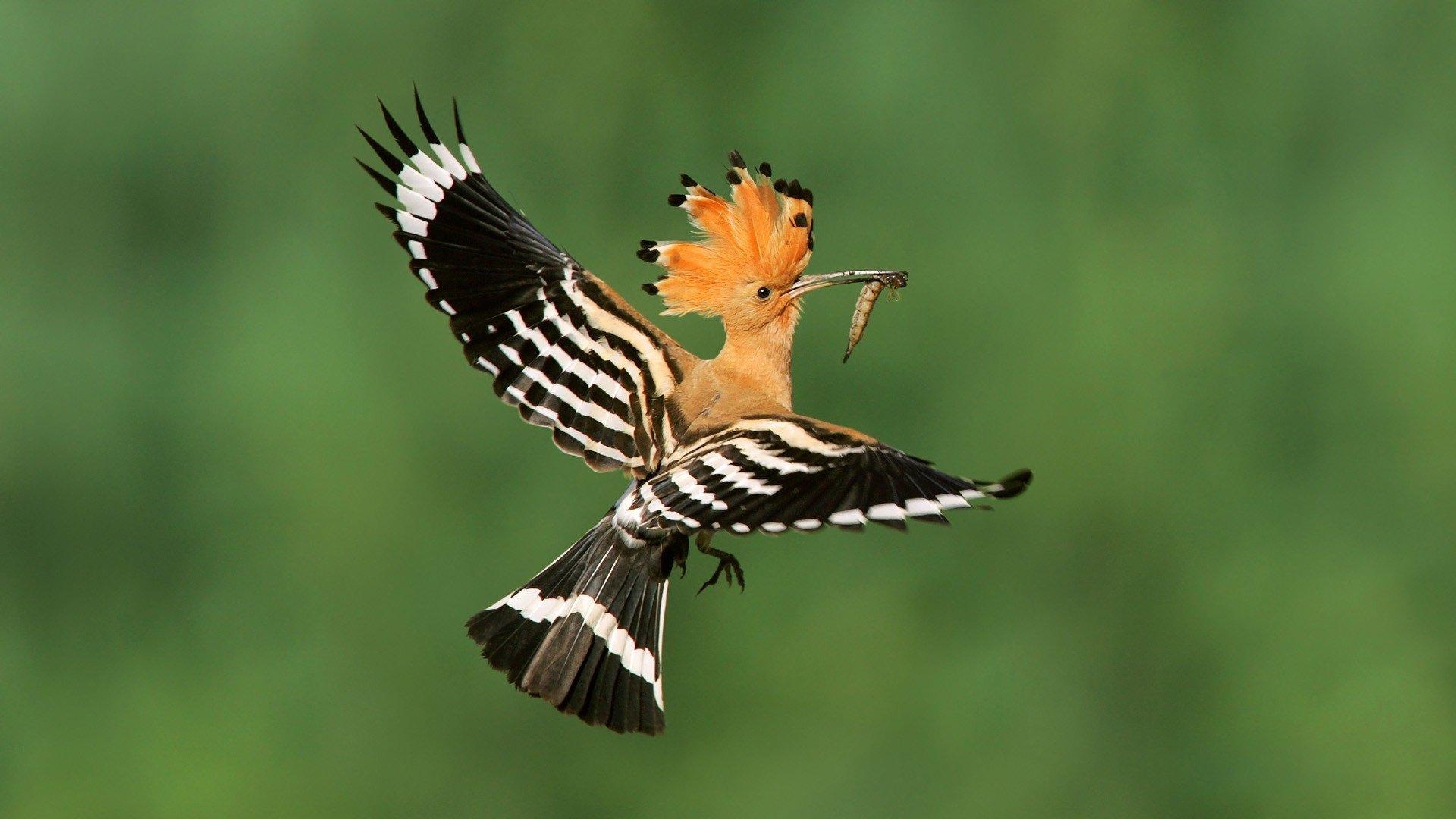 1920x1080 Hoopoe HD Wallpaper and Background Image, Desktop