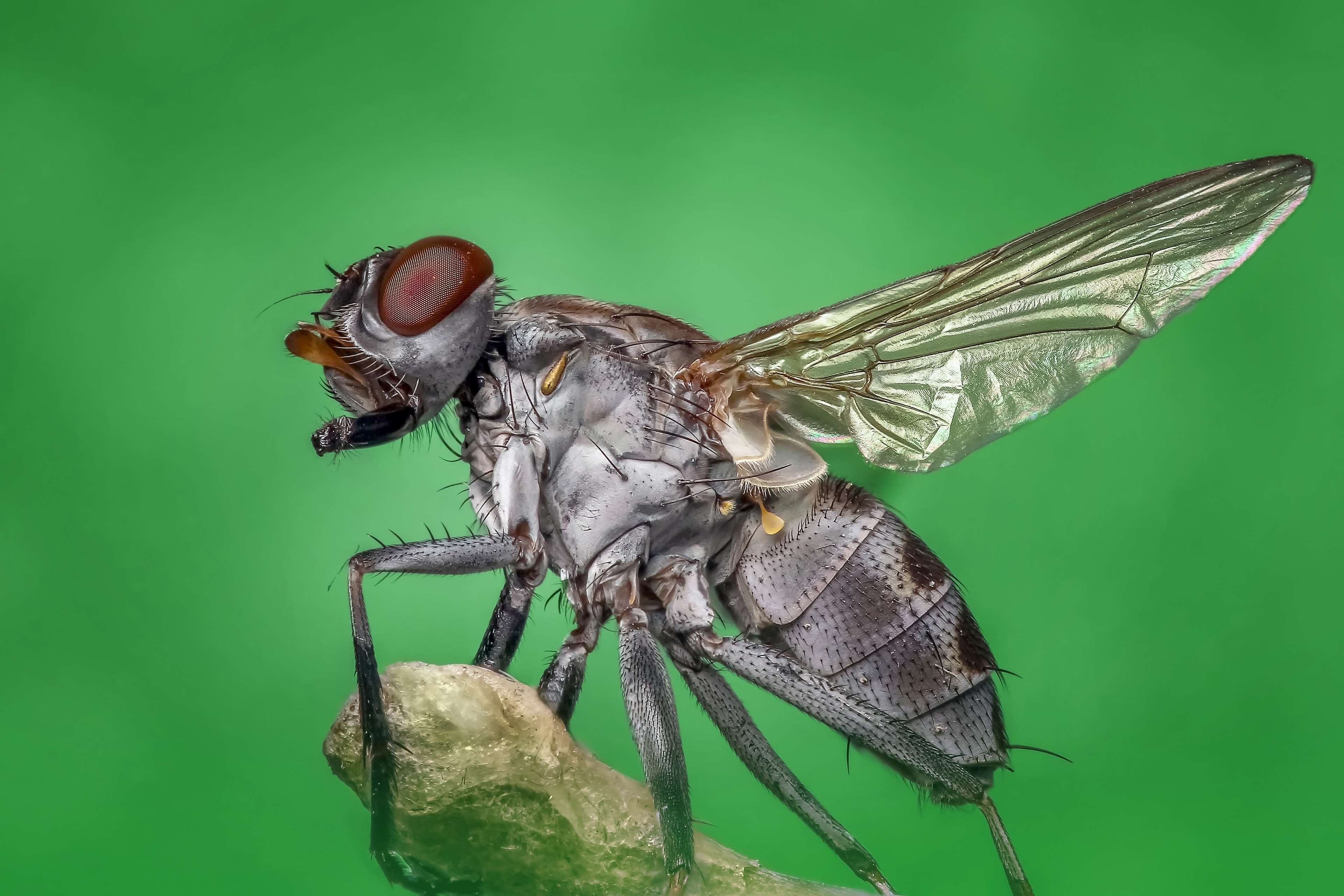 3840x2560 body, bug, eye, fly, housefly, insect, macro, magnification, Desktop