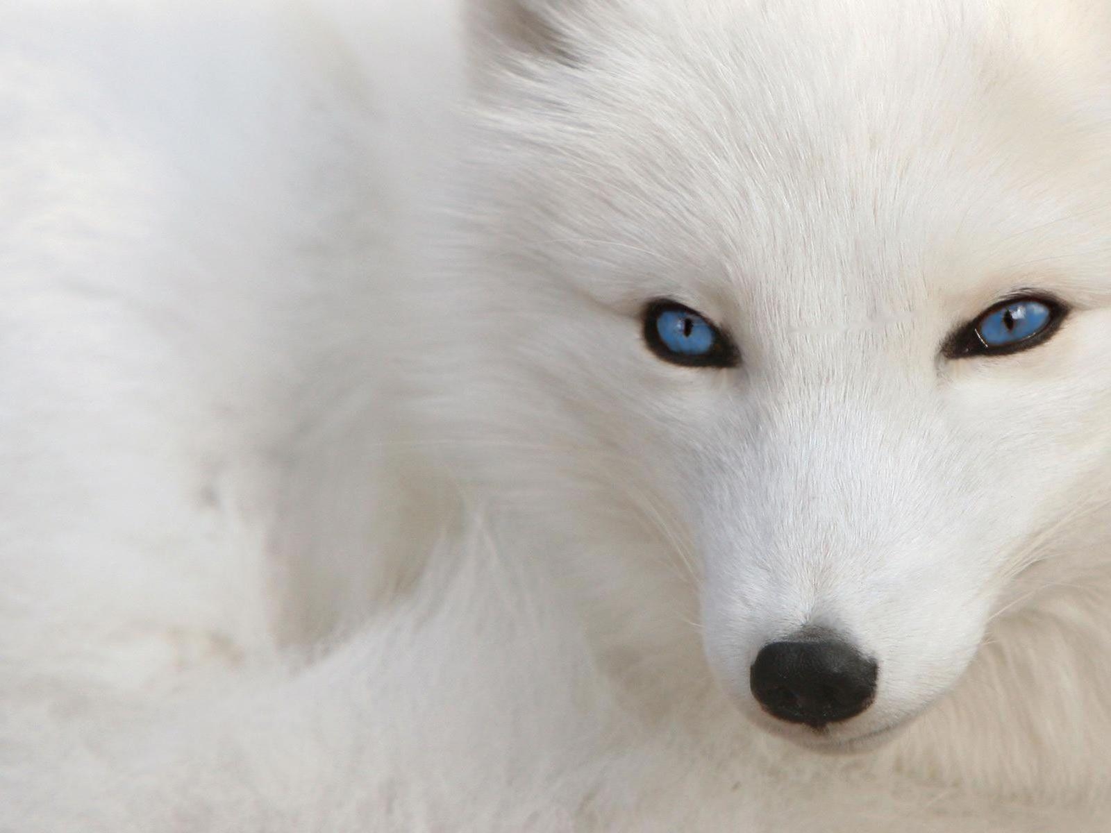 1600x1200 White Wolf Dog HD Wallpaper Black And White Wa Wallpaper, Desktop