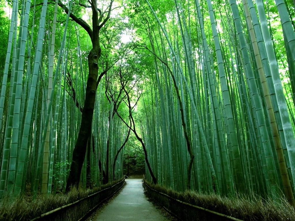 1030x770 Bamboo Grove Wallpaper. Bamboo Forest Wallpaper 21 2559 X 1571 Imgnooz, Desktop