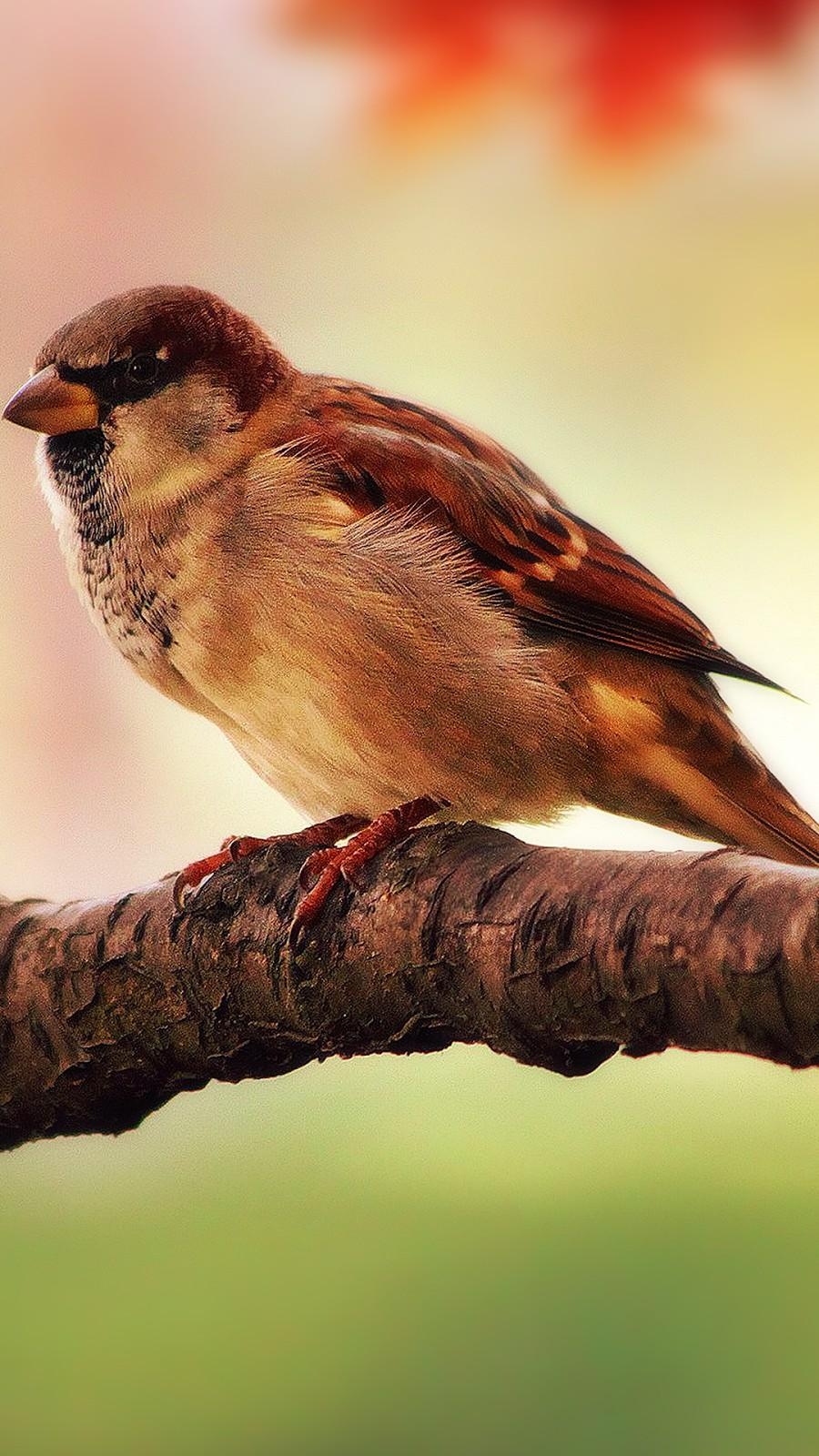 900x1600 Free HD Sparrow Wallpaper Mobile Download, Phone