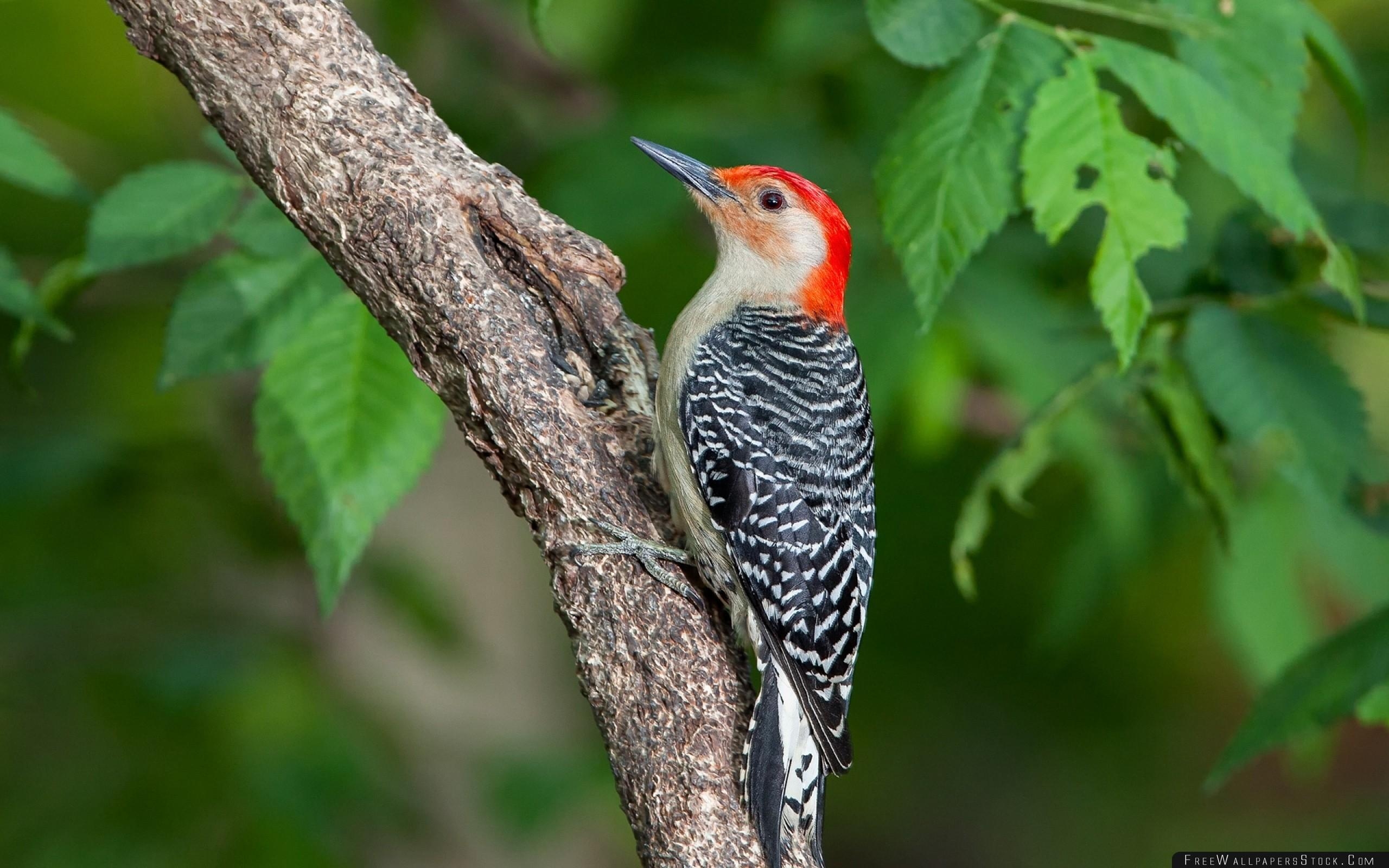 2560x1600 Woodpecker Bird Branch Leaves Wallpaper Wallpaper Stock, Desktop