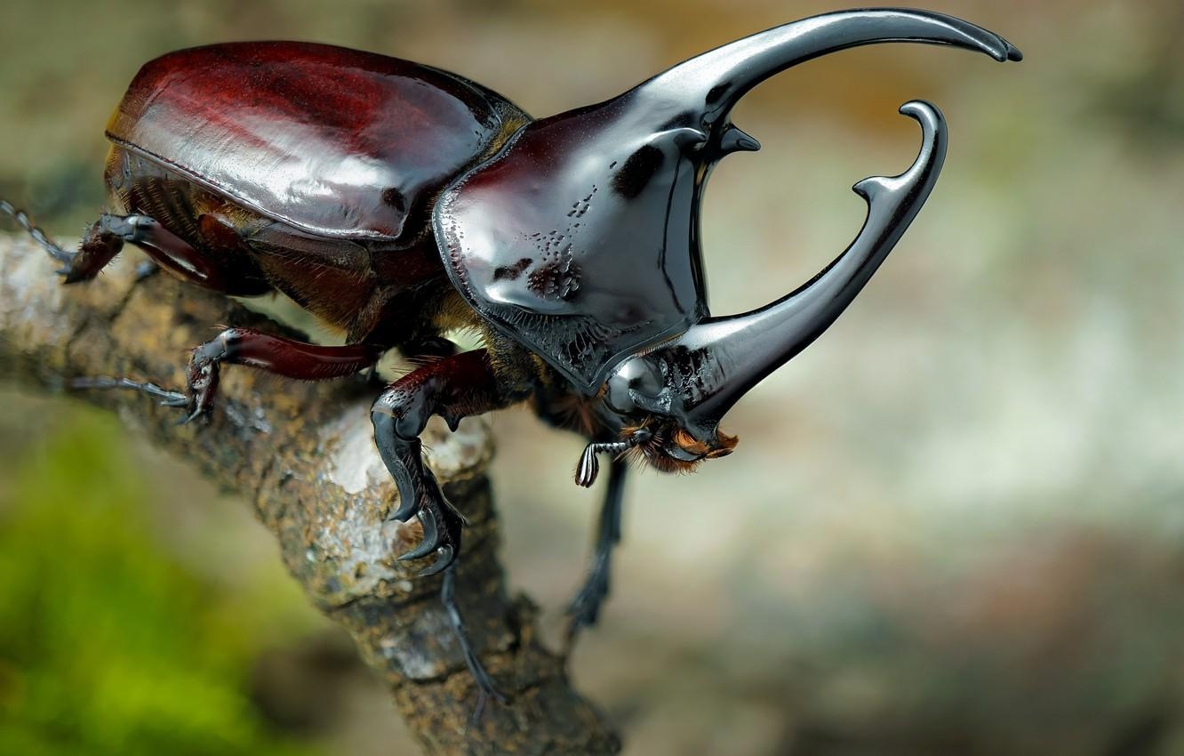 1340x850 Wallpaper macro, beetle, insect, rhinoceros beetle image, Desktop