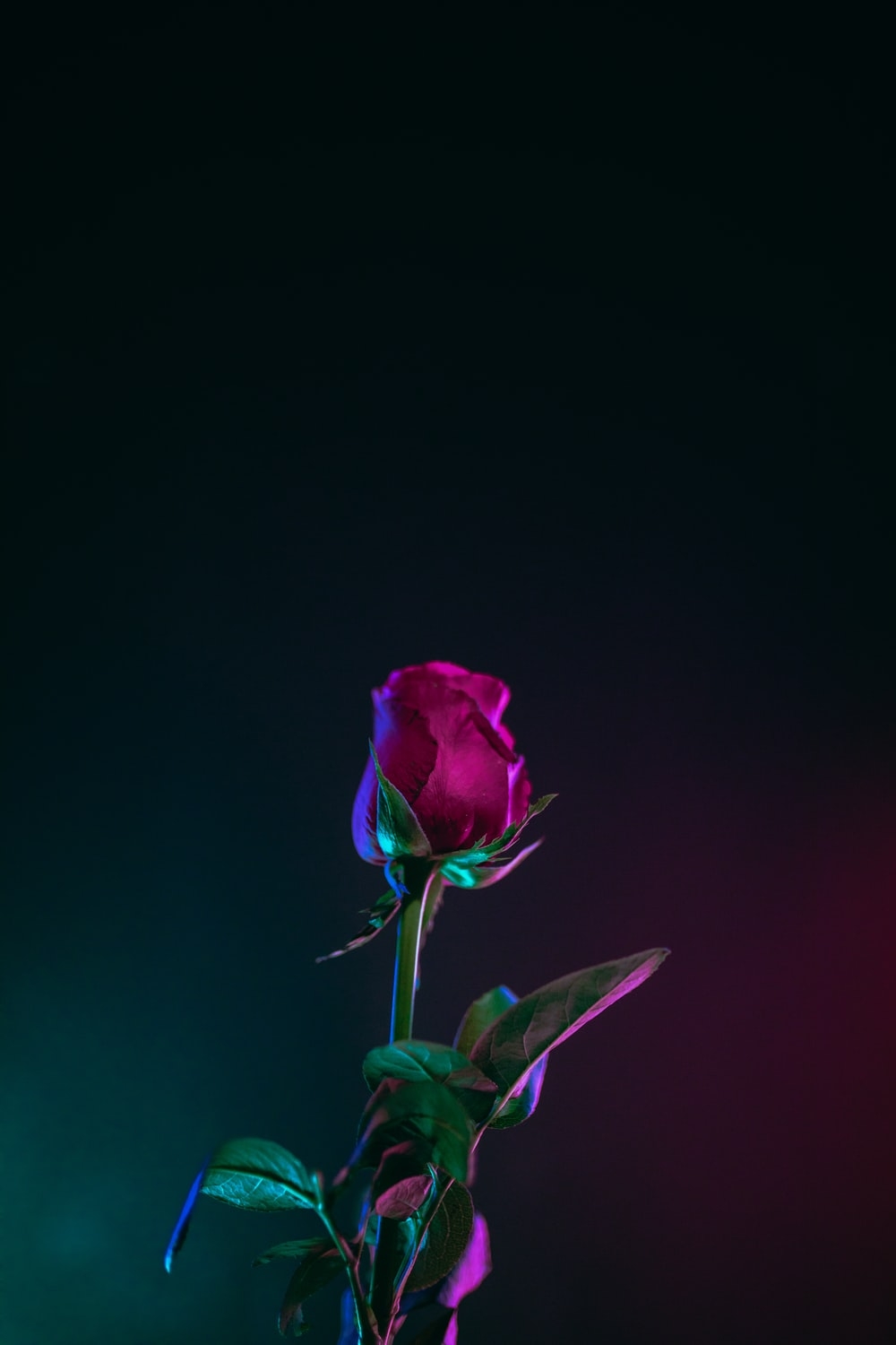 1000x1500 Love Rose Picture. Download Free Image, Phone