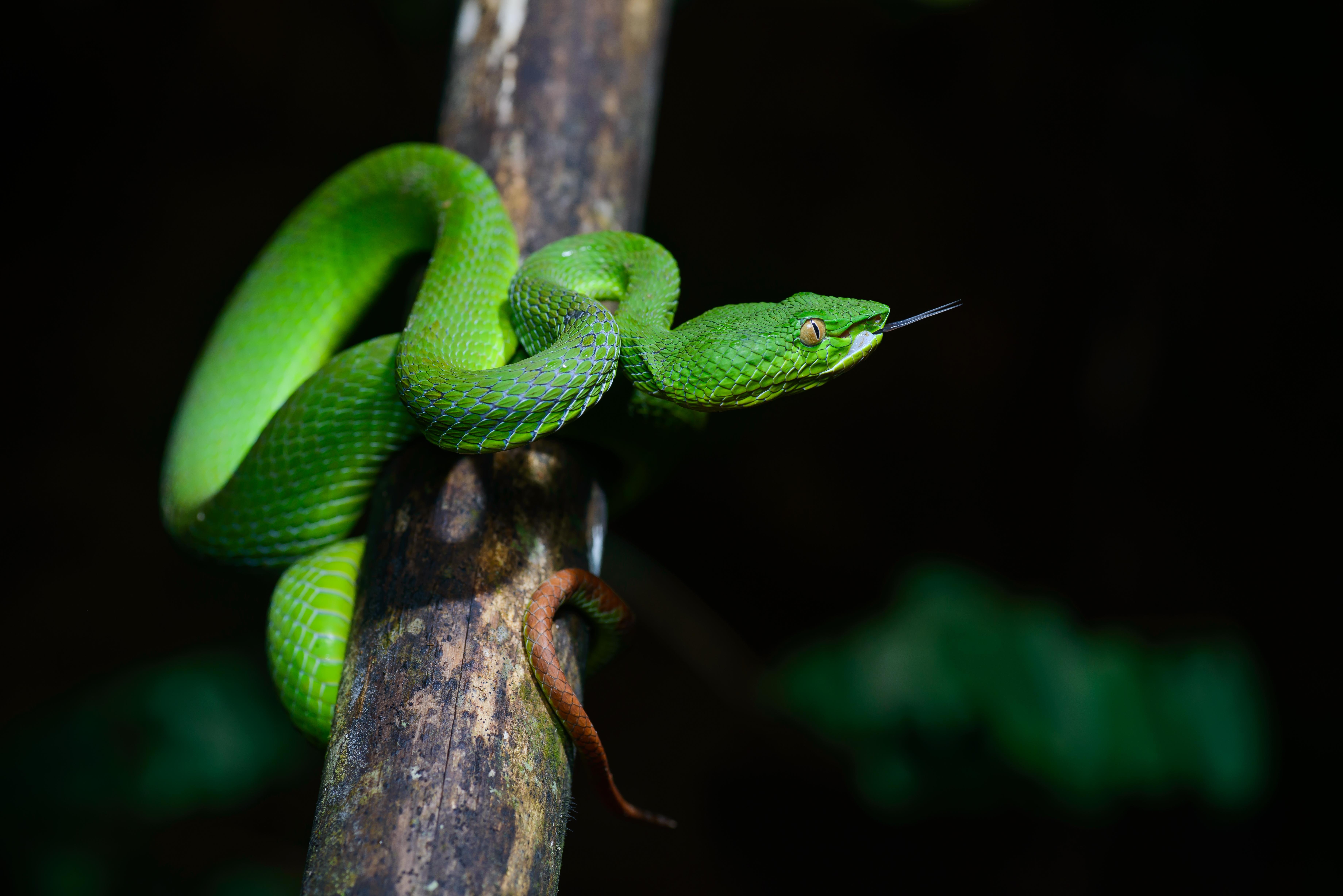 7360x4920 Trimeresurus, Desktop